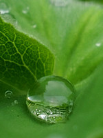 Waterdroped Leaf