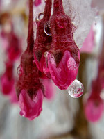Frozen Cherry Blooms in Hail Storm - Nov. 2021 2nd place winner 'Capture the Heart of America'