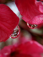 Water drops on petals