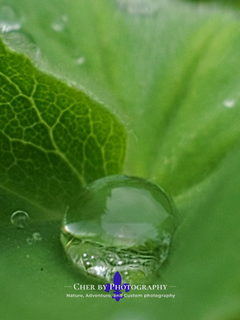 Waterdroped Leaf