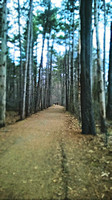 Tree path